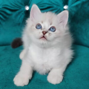 male Ragdoll kitten